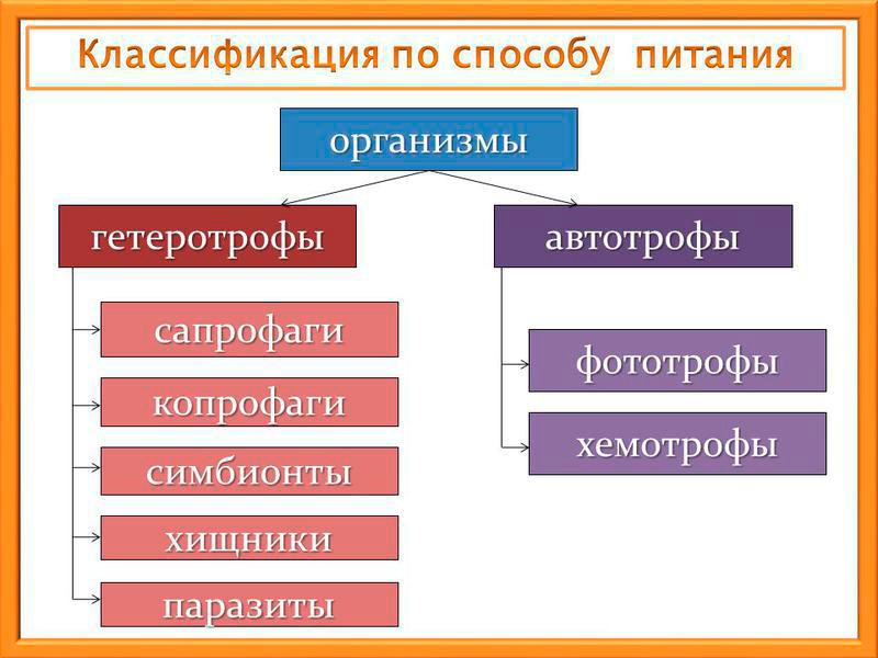 Схема тип питания живых организмов