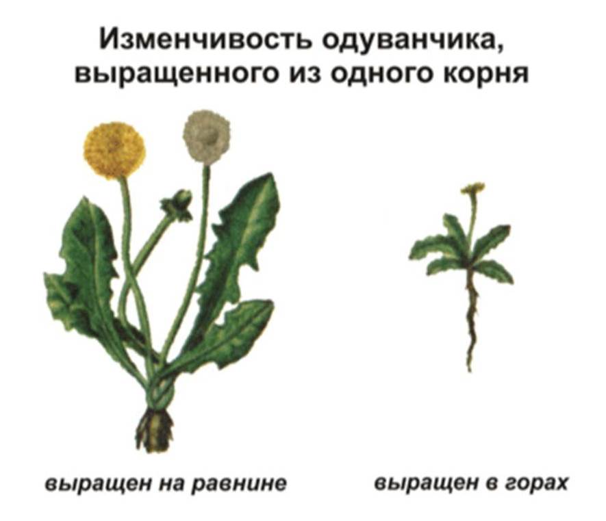 Шесть названий ненаследственной изменчивости