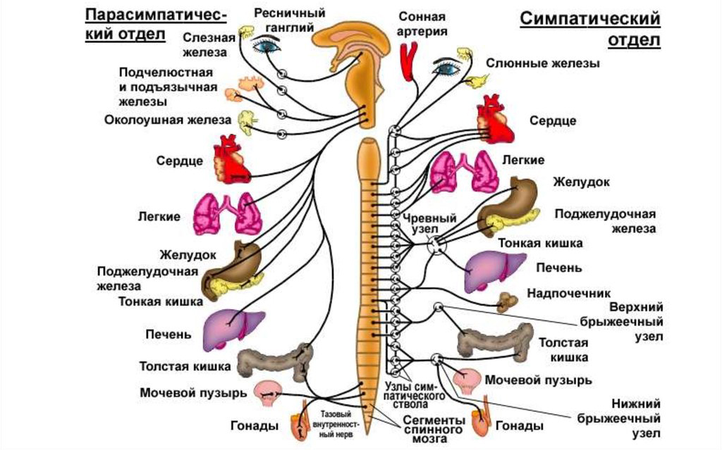 Схема автономной нервной системы