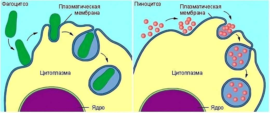 Фагоцитоз прокариот