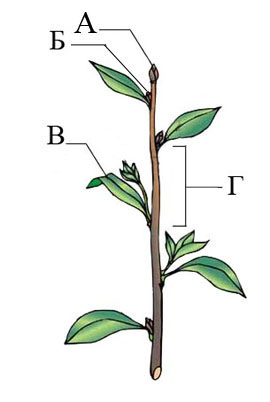 bio650pic1 В вегетативных почках цветковых растений отсутствует что