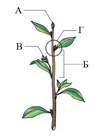 bio650pic4 В вегетативных почках цветковых растений отсутствует что