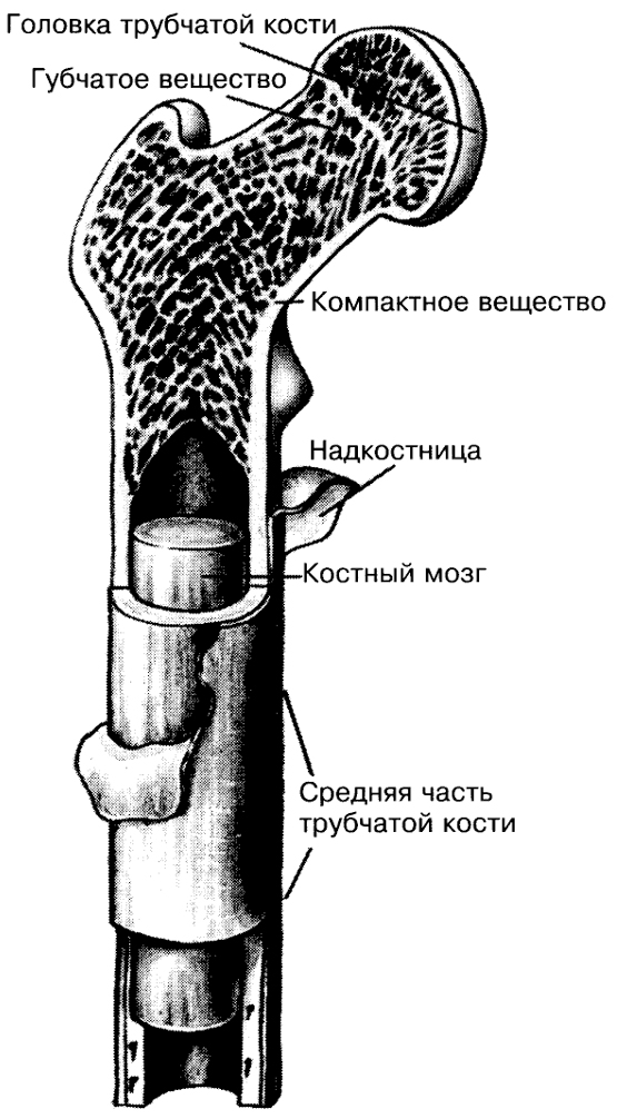 Что обозначено на рисунке буквой а