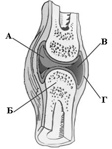 Изображение - Соединение костей неподвижные полуподвижные суставы bio829pic1