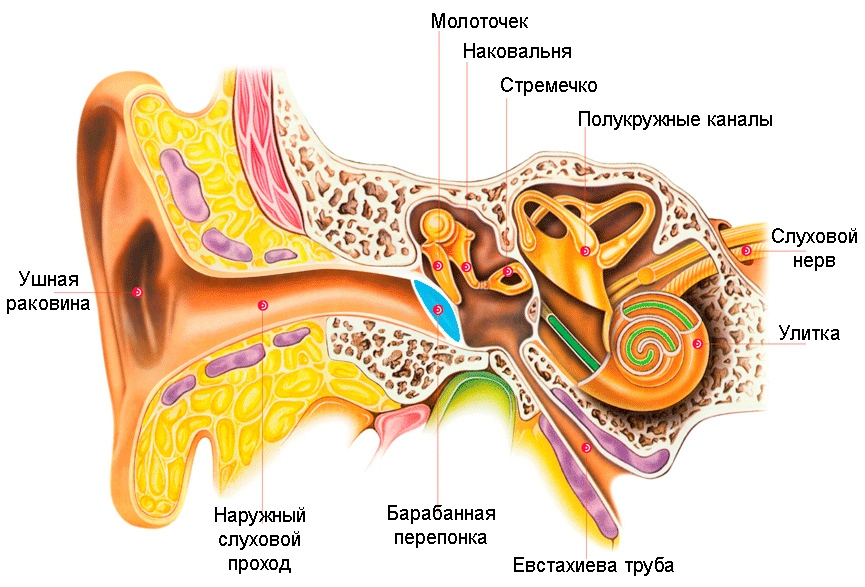 Как нарисовать слуховой анализатор