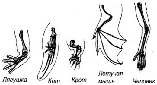 Гомологичные органы картинка