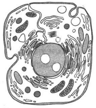 Животная клетка
