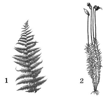 Установите соответствие между характеристиками и группами растений к каждой позиции данной в первом
