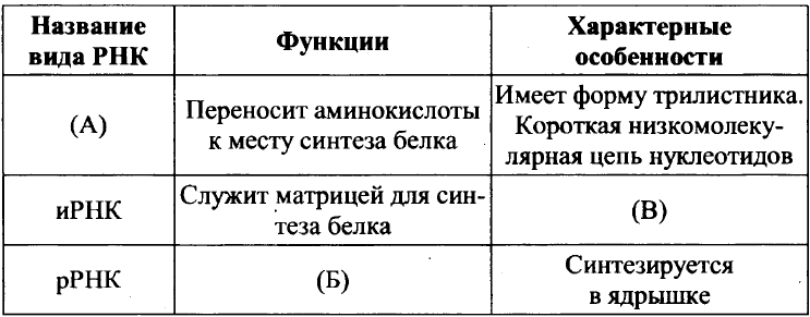 Что синтезируется в ядрышке. Смотреть фото Что синтезируется в ядрышке. Смотреть картинку Что синтезируется в ядрышке. Картинка про Что синтезируется в ядрышке. Фото Что синтезируется в ядрышке