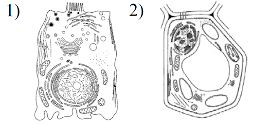 Грибная и растительная клетки