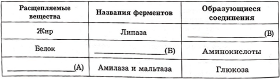 Проанализируйте таблицу пищеварение в тонком кишечнике человека