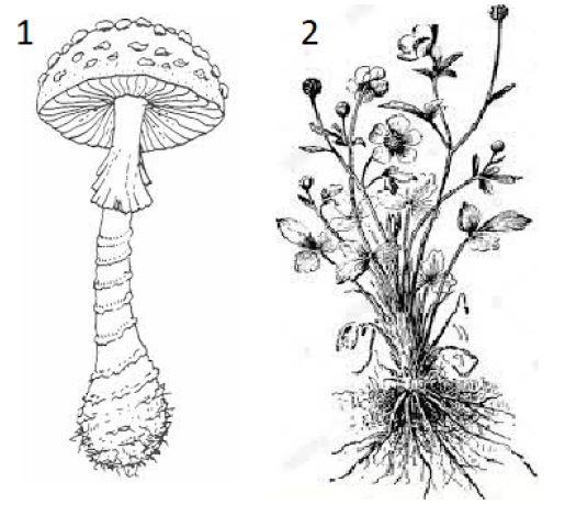 гриб и растение