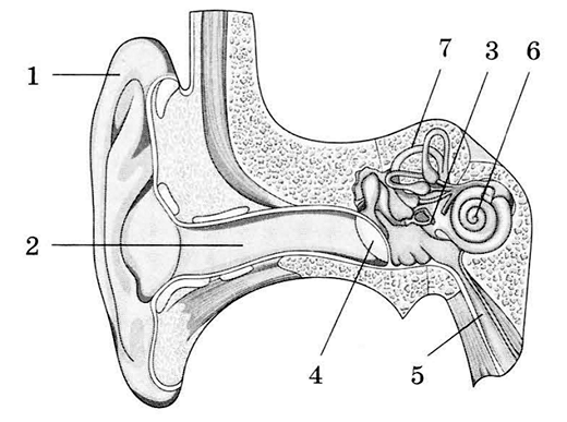 Строение уха и вестибулярного аппарата рисунок. Косточки среднего уха. Слуховой анализатор. Перепонка овального окна в ухе человека.