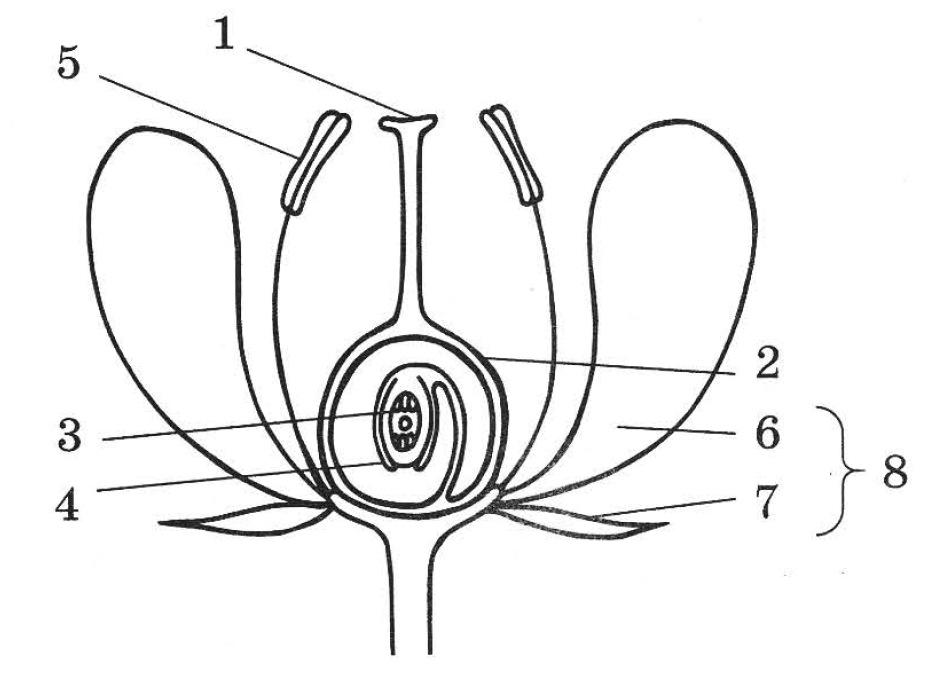 Чашелистик пыльник и завязь на рисунке цветка. Головчатое строение рыльца пестика. Семязачаток рисунок ЕГЭ. Чашелистик, венчик, пыльник, завязь. Пыльник рыльце завязь.