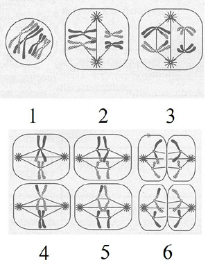  II