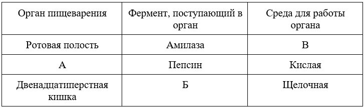 Пищеварение в тонком отделе кишечника