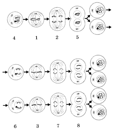  II
