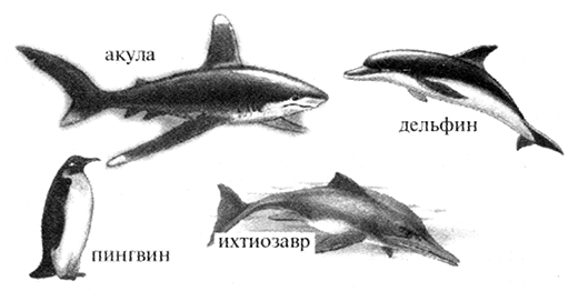 Акула, дельфин, пингвин, ихтиозавр