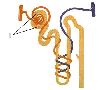Извитыми канальцами и собирательными трубочками. Собирательнач трубка неыорна. Пололо собираткльных труб нефрна. Канальцы нефрона 1 2 3 4. Каналец нефрона впадает в.
