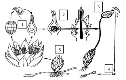 Жизненный цикл мха