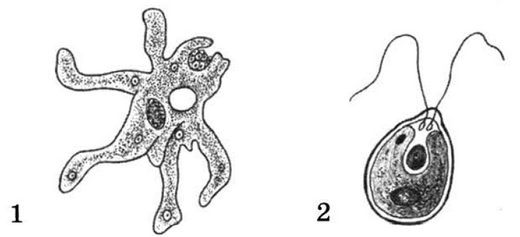 Амеба и хламидомонада