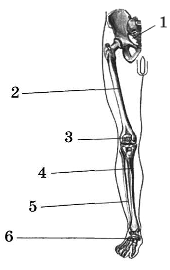 Скелет ноги
