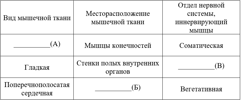 Типы мышечных тканей