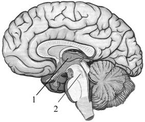 Средний мозг регулирует двигательные акты рвоту мимику thumbnail