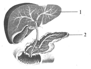 Печень и поджелудочная