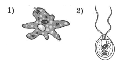 Амеба и хламидомонада