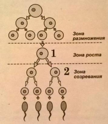 Сперматогенез