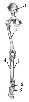 Скелет ноги